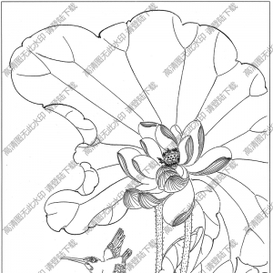 荷花線描畫20高清大圖下載
