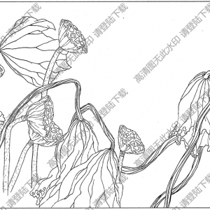荷花白描線稿51高清圖片下載