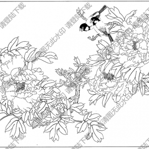 牡丹白描線(xiàn)稿57高清圖片下載