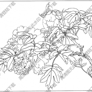 牡丹白描線(xiàn)稿59高清圖片下載