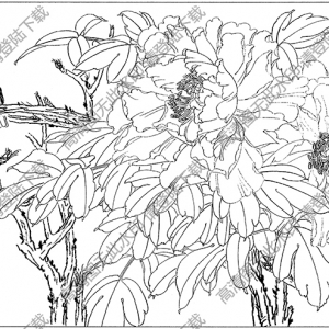 牡丹花白描線(xiàn)稿64高清圖片下載