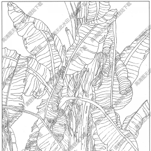 芭蕉線描畫13高清大圖下載