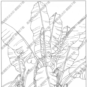 芭蕉線描畫14高清大圖下載