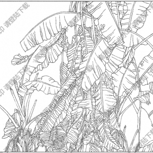 芭蕉線描畫16高清大圖下載