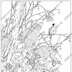 芙蓉線描畫9高清大圖下載