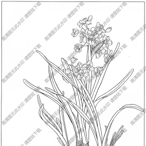 水仙花白描圖片7高清下載