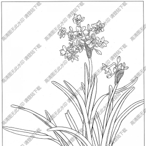 水仙花線描畫(huà)11高清大圖下載