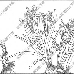 水仙花線描畫(huà)12高清大圖下載