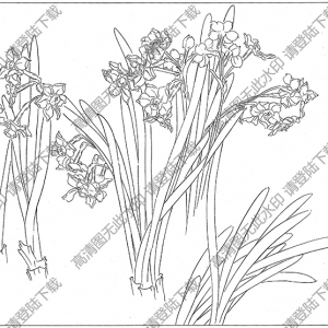 水仙花線描畫(huà)14高清大圖下載