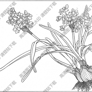 水仙花線描畫(huà)15高清大圖下載