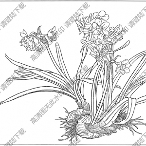 水仙花線描畫(huà)16高清大圖下載