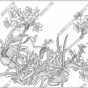 水仙花線描畫(huà)17高清大圖下載