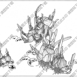 水仙花線描畫(huà)18高清大圖下載