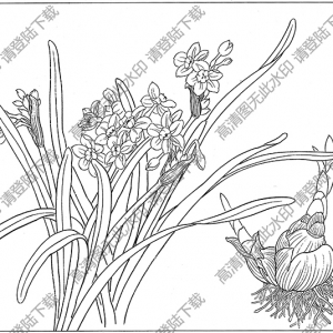 水仙花線描畫(huà)19高清大圖下載