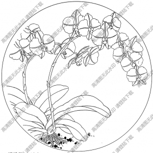 蝴蝶蘭花線描畫底稿14高清大圖下載