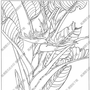 鶴望蘭花線描畫底稿15高清大圖下載