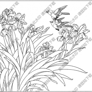 蝴蝶蘭花線描畫底稿21高清大圖下載