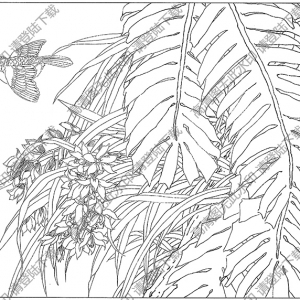 蕙蘭花線描畫底稿22高清大圖下載