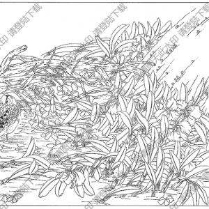 卡特蘭花線描畫底稿24高清大圖下載