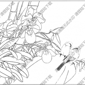 洋蘭花白描線稿35高清圖片下載