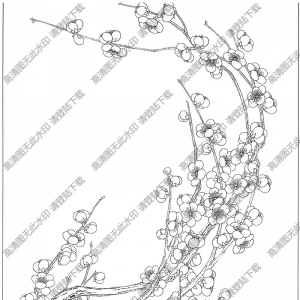 梅花白描線稿28高清圖片下載