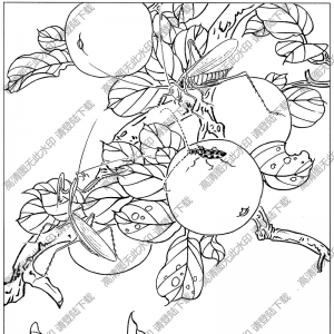 草蟲白描圖片2高清下載