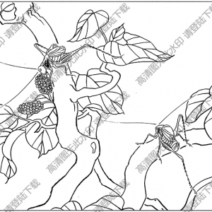 草蟲線描畫底稿7高清大圖下載