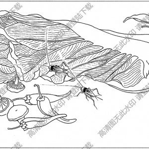 草蟲白描線稿17高清圖片下載